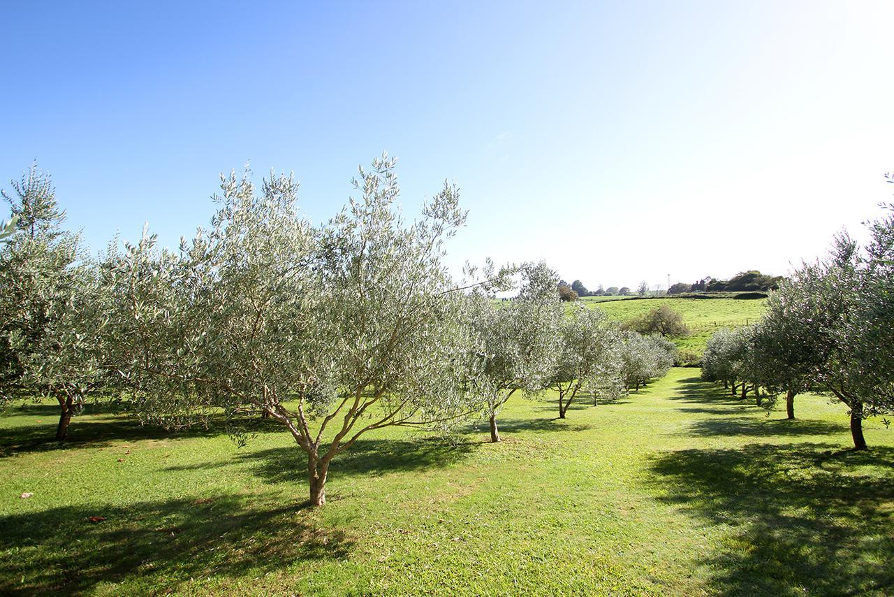 Ohaupo Olives住宿加早餐旅馆 外观 照片