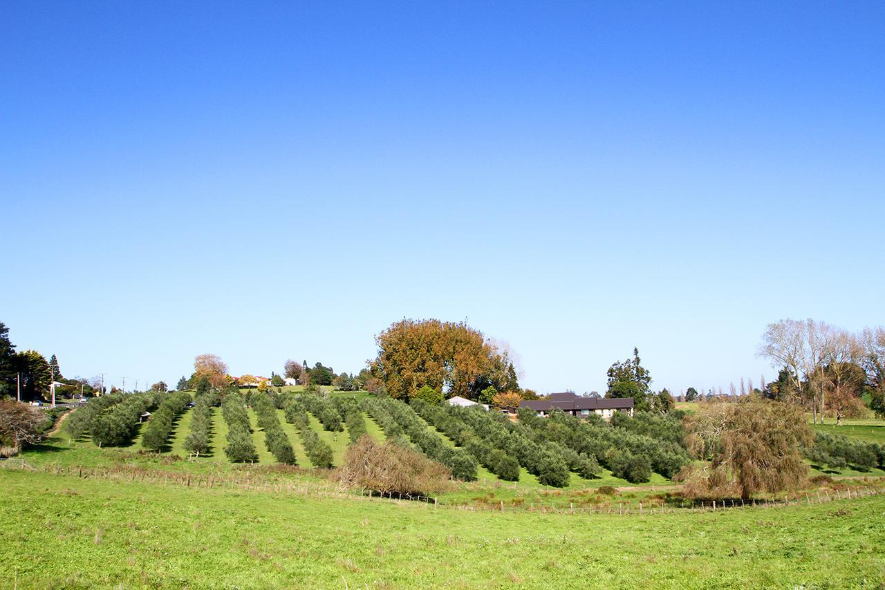 Ohaupo Olives住宿加早餐旅馆 外观 照片